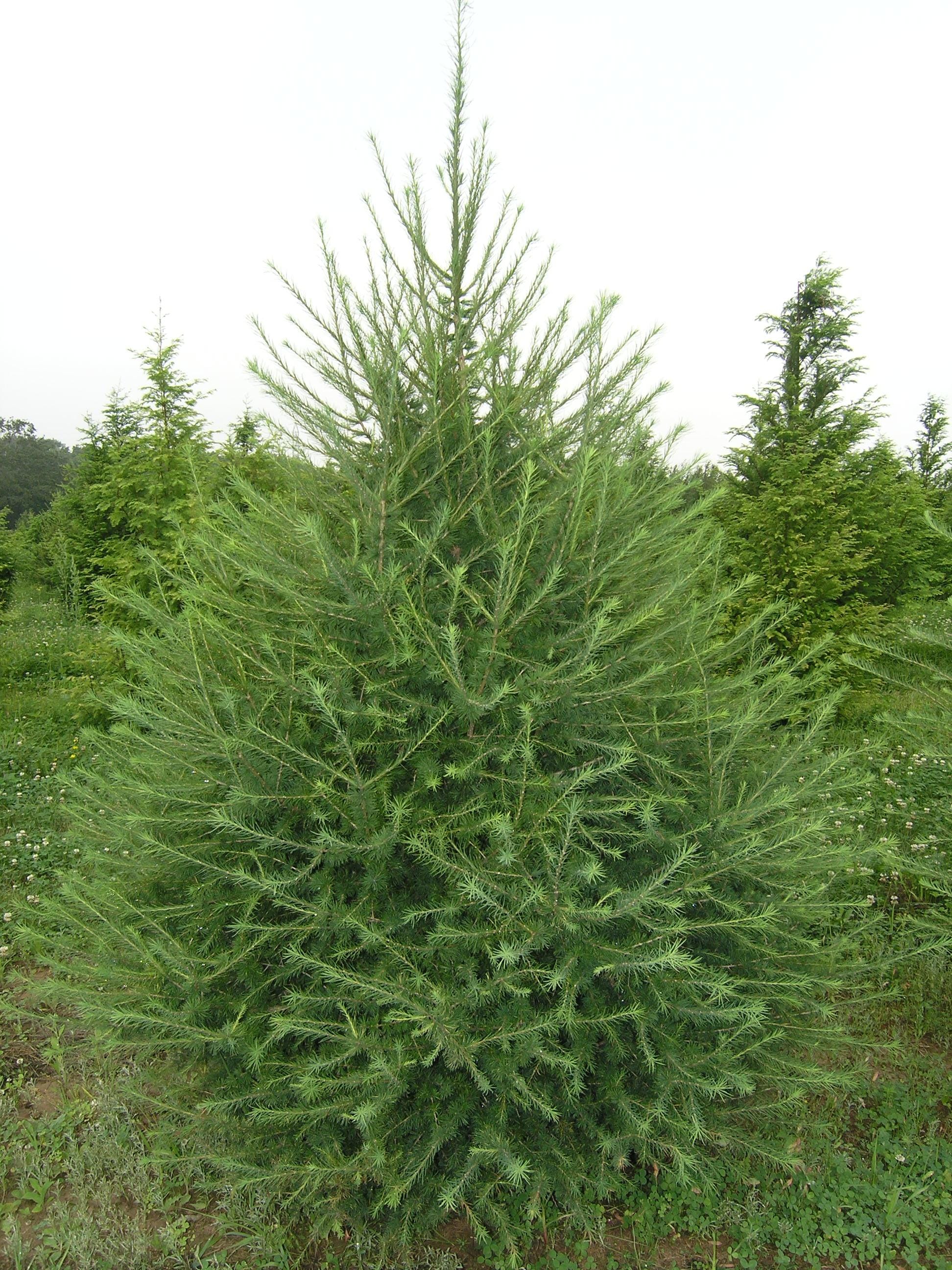 Larix laricina